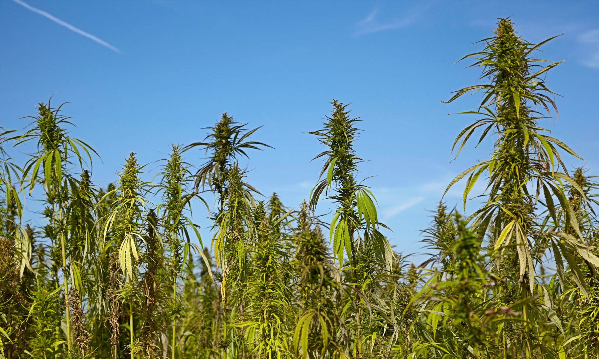 How Hemp Can Save The Planet - One Tree At A Time